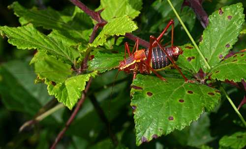 Phaneropteridae:  Barbitistes alpinus, maschio